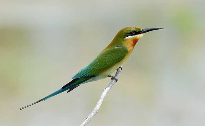 Blue-tailed-Bee-eater