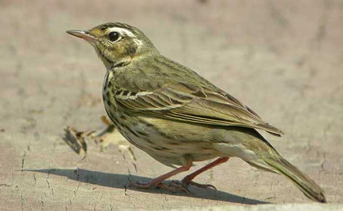 Olive-backed-pipit