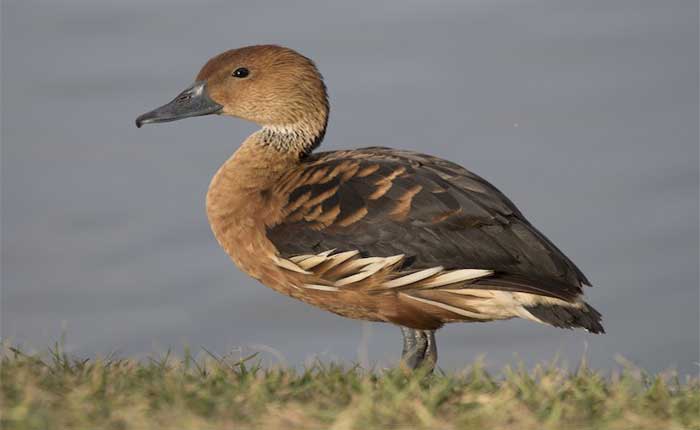 Fulvous-whistling-duck