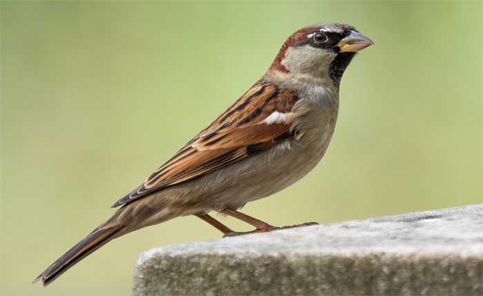 House-sparrow