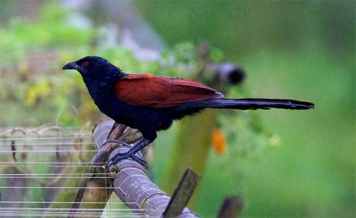 Greater-Coucal